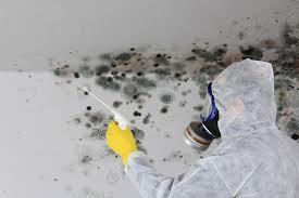 Best Attic Mold Removal  in Salunga, PA